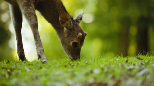 Young Deer Grazing Green Grass In Forest Clearing