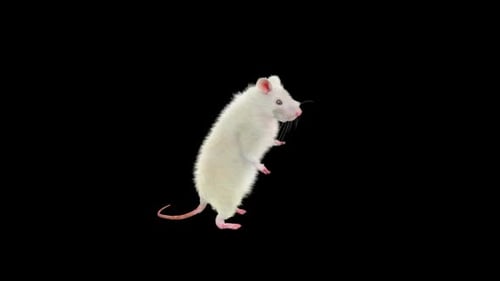 Animated White Rat Standing and Looking Around