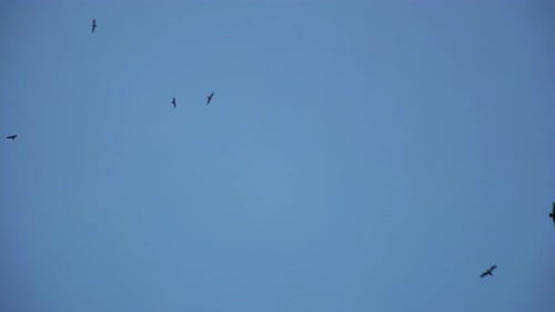 Flock of Birds Flying Against Blue Sky