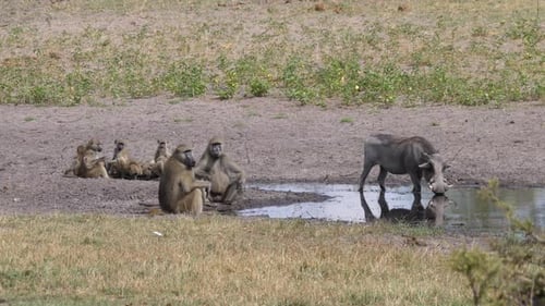 Baboons and Warthog Sharing a Watering Hole