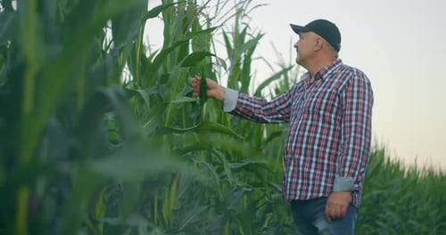 Farmer in Corn Field Tears Corn. An Elderly Man in a Straw Hat Walks a Cornfield and Checks the
