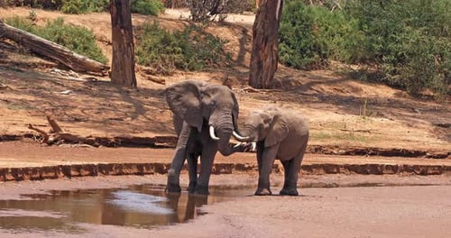 African Elephant, loxodonta africana, Mother and Calf, Samburu Park in Kenya, Real Time 4K