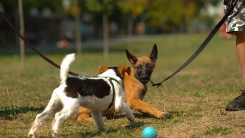 Two dogs playing, Ultra Slow Motion