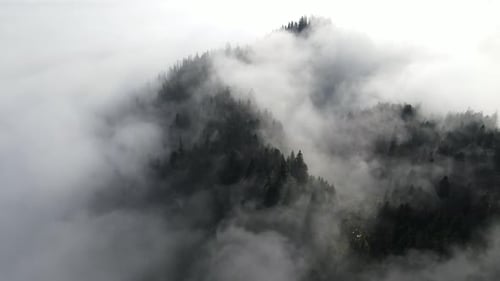 Pinienwälder im Nebel
