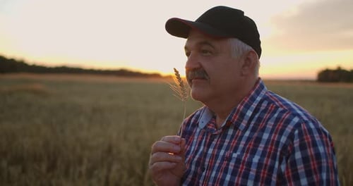 Portrait of an Elderly Farmer in a Cap at Sunset in a Field of Wheat Sniffing Brush Rye
