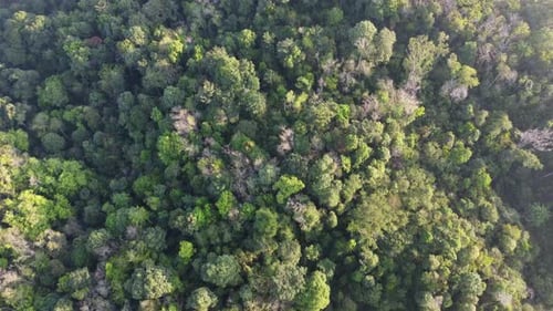 Grüner Wald am Morgen