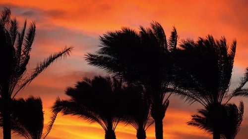 Palm Trees Silhouetted Against Tropical Orange Sunset
