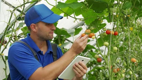 Farmer Checks Tomato Crop in Greenhouse with Tablet