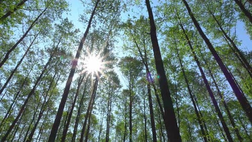 Forest 4K