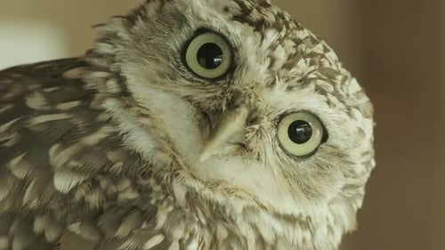CLOSE UP Burrowing Owl turning towards the camera with an intense stare