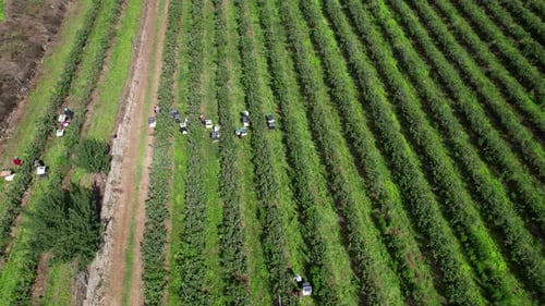 Travailleurs cueillant des bleuets à Blueberry Farm 4k