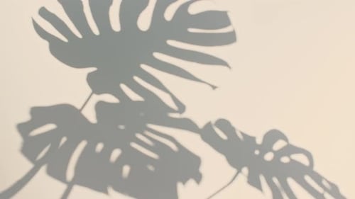 Plant Shadow Projected on White Wall