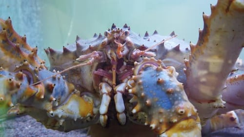 Kamchatka Fishing Crab, Close-up.