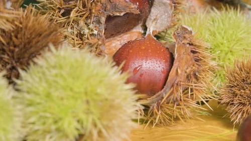 Natürliche Oktober-Herbstnussfrucht, bekannt als Kastanie