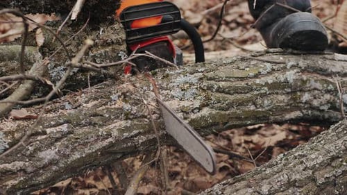 Person Cuts a Fallen Tree Limb with Chainsaw