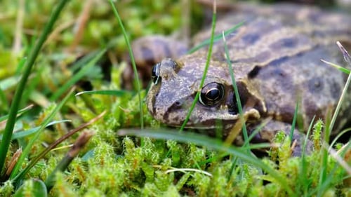 A Common Frog Rana Temporaria Hiding Between the Green Gras and Moss in Ireland