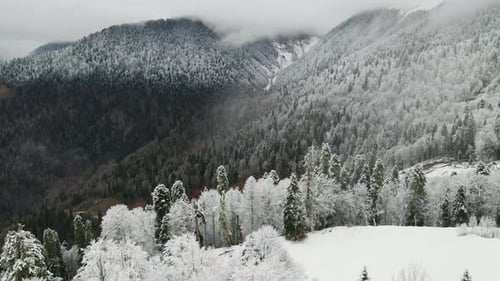 Aerial View of a Beautiful Winter Landscape with Snowy Green Coniferous Forest