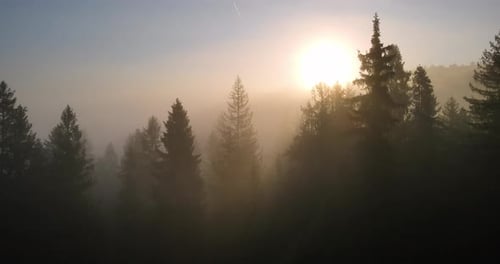 The Sun Breaks Through The Thick Fog In The Forest High In The Mountains