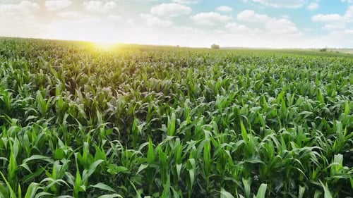 4K-Aufnahmen einer Luftdrohne von einem großen Maisfeld im Sommer