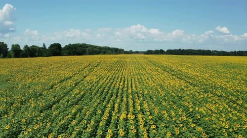 Hyperlapse of Sunflowers Field at Summer Day