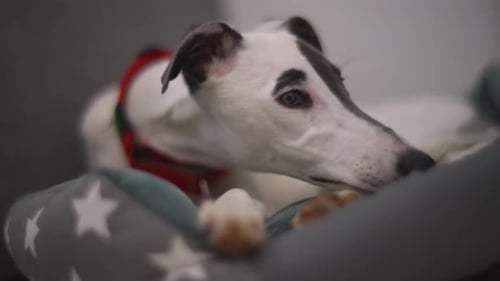 Relaxed Dog Resting Peacefully in a Dog Bed