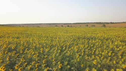 Aerial Drone View of a Sunflower Field on Sunset