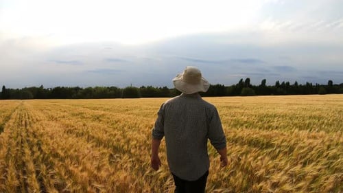 Rear View to Young Agronomist Walking Among Barley Plantation at Overcast Summer Day