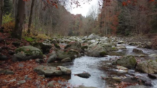 Autumn mountain river, fall forest trees foliage aerial view
