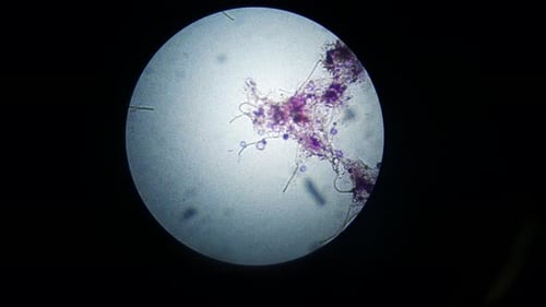 Microscopic Cells Under the Microscope