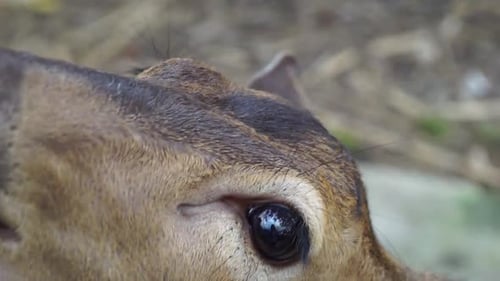 Beautiful Deer Looking Upward in Nature