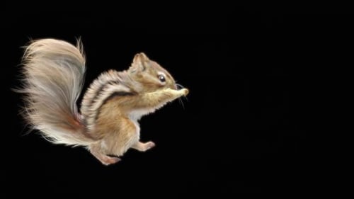 71 Chipmunk: Tanzen HD