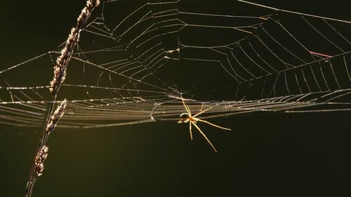 Spider in its Web Waiting for Prey