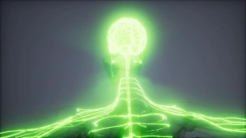 Human Brain Radiology Exam
