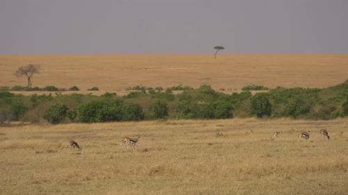 Graceful Gazelles Grazing on the African Savanna