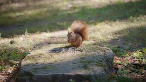 Squirrel eating sunflower seeds