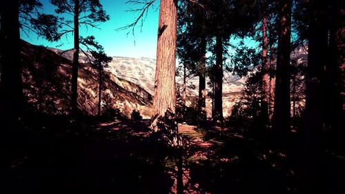 Giant Sequoia Trees Towering Above the Ground in Sequoia National Park