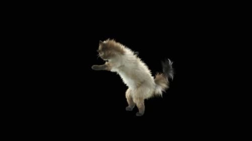 Katze tanzt HD