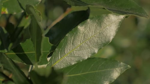 Laurus nobilis tree branches and green leaves outdoor 4K 2160p UHD footage - Laurel slow panning tr