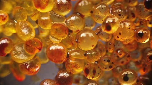 macro photography microworld. background saver structure shot under a microscope