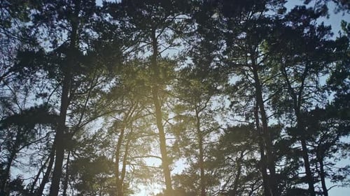 Green Woods in Sunlight