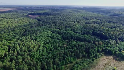 Bäume Draufsicht Wald Hintergrund
