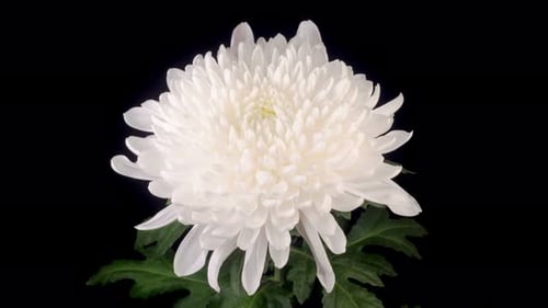 Close Up of White Chrysanthemum Flower