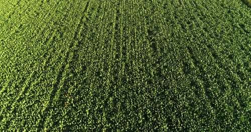 Aerial View of a Green Crop Field