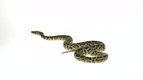 Pitón birmana granit o pitón Molurus Bivittatus aislada sobre fondo blanco.