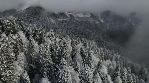 Aerial View of a Beautiful Winter Landscape with Snowy Green Coniferous Forest