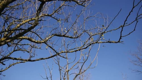 Looking Up Into Leafless Tree Branches On Blue Sky In Park Paz, Almada, Portugal. Low Angle