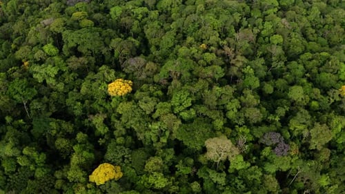 Aerial top down view of tropical forest, a nature background