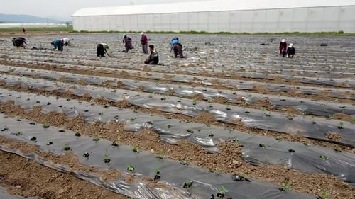 Organic Pepper Field