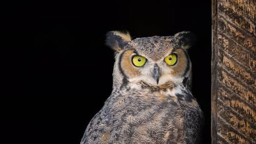 Close Up of a Wild Owl Looking Around