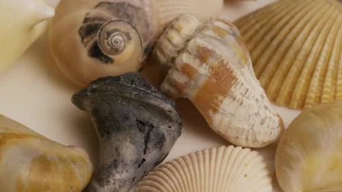 Rotating stock footage shot of sea shells